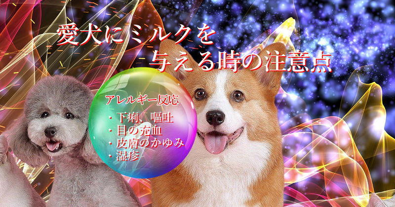 愛犬にミルクを与える時の注意点