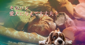 愛犬に与えて大丈夫なパンとは？