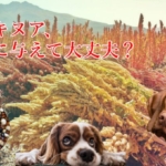 キヌアの能力が愛犬の医療費削減にも繋がる効能効果を徹底解説！