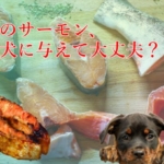 サーモンの能力！愛犬の医療費削減にもつながる効能効果を徹底解説