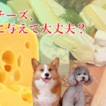 チーズの能力が愛犬の医療費削減にも繋がる効能効果を徹底解説！
