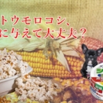 トウモロコシの能力が愛犬の医療費削減にも繋がる効能効果を徹底解説