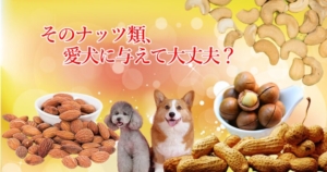 そのナッツ類、愛犬に与えて大丈夫？