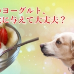 ヨーグルトの能力が愛犬の医療費削減にも繋がる効能効果を徹底解説