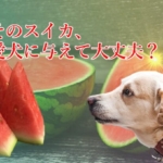 スイカの能力が愛犬の医療費削減にも繋がる効能効果を徹底解説! スイカの能力が愛犬の医療費削減にも繋がる効能効果を徹底解説!