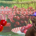 チェリーの能力が愛犬の医療費削減にも繋がる効果・危険性を徹底解説 チェリーの能力が愛犬の医療費削減にも繋がる効果・危険性を徹底解説