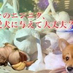ニンニクの能力が愛犬の医療費にも繋がる危険性を徹底解説