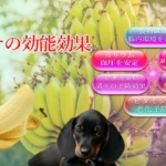 バナナの能力が愛犬の医療費削減にもつながる効能効果を徹底解説! バナナの能力が愛犬の医療費削減にもつながる効能効果を徹底解説!