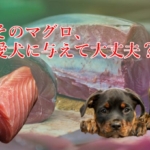 マグロの能力が愛犬の医療費削減にもつながる効能効果を徹底解説！