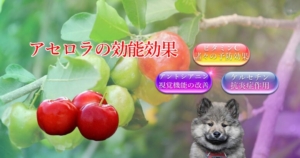 アセロラの効能効果