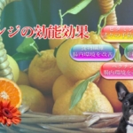 オレンジの能力が愛犬の医療費削減にも繋がる効能効果を徹底解説