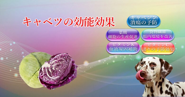 キャベツの効能効果