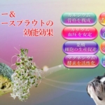 ブロッコリー＆ブロッコリースプラウトの効能効果
