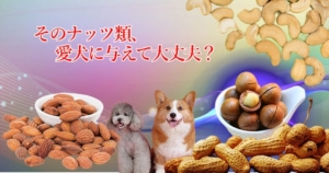そのナッツ類、愛犬に与えて大丈夫？