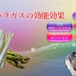アスパラガスの能力が愛犬の医療費削減にも繋がる効能効果を徹底解説