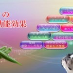 オクラの能力が愛犬の医療費削減にも繋がる効能効果を徹底解説！