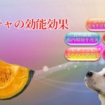 カボチャの能力が愛犬の医療費削減にも繋がる効能効果を徹底解説！