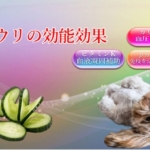 キュウリの能力が愛犬の医療費削減にも繋がる効能効果を徹底解説！