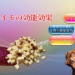サツマイモの能力が愛犬の医療費削減にも繋がる効能効果を徹底解説