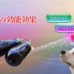 ナスの能力が愛犬の医療費削減にも繋がる効能効果を徹底解説！