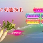 大根の能力が愛犬の医療費削減にも繋がる効能効果を徹底解説！