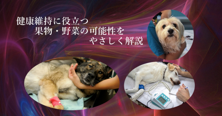 健康維持に役立つ果物・野菜の可能性をやさしく解説