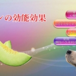 チーズの能力が愛犬の医療費削減にも繋がる効能効果を徹底解説！