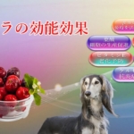 レタスの能力が愛犬の医療費削減にも繋がる効能効果を徹底解説！