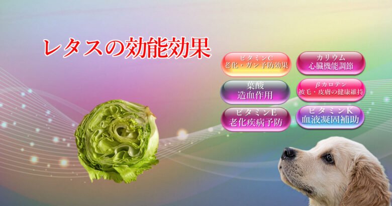Effects of lettuce