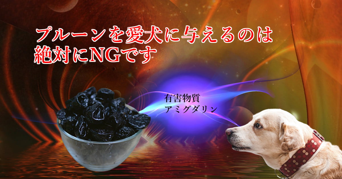 It is absolutely no good to give prunes to your dog.